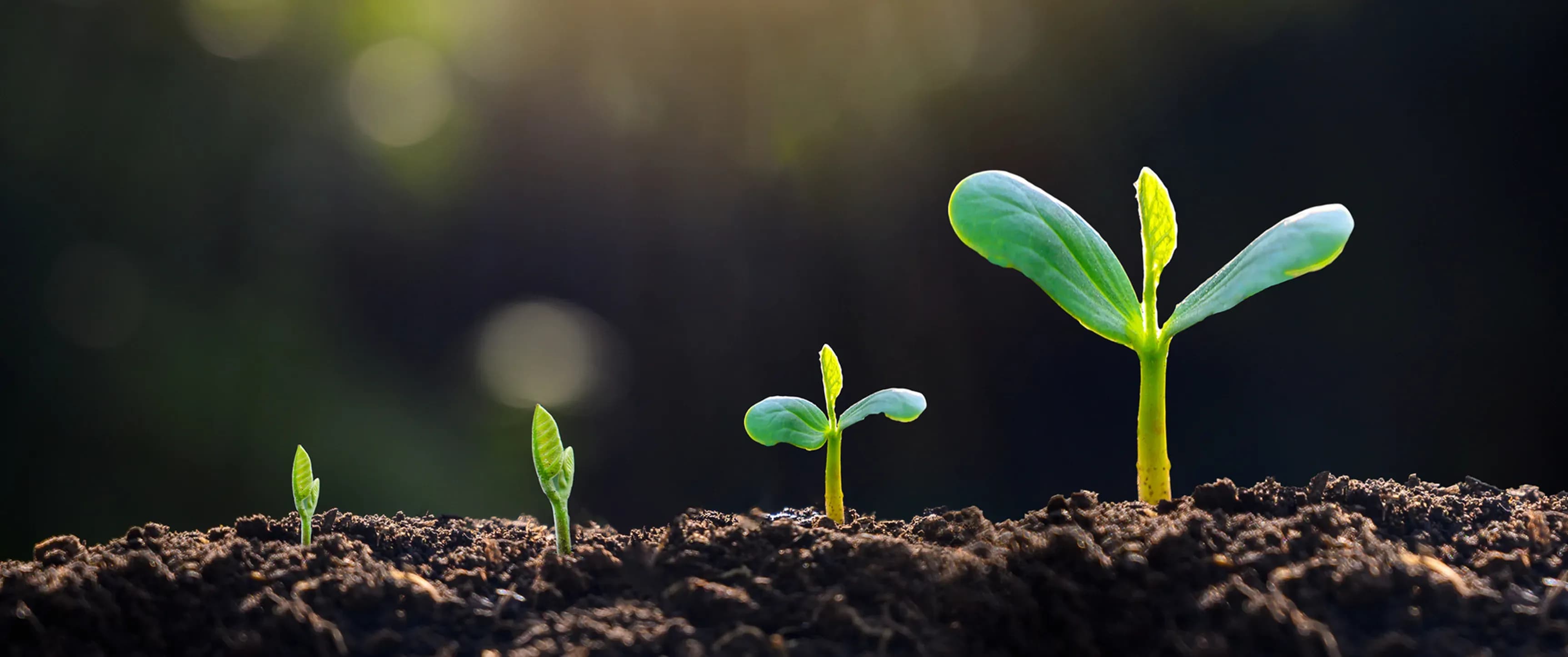 Greening Communities Through Tree Plantation