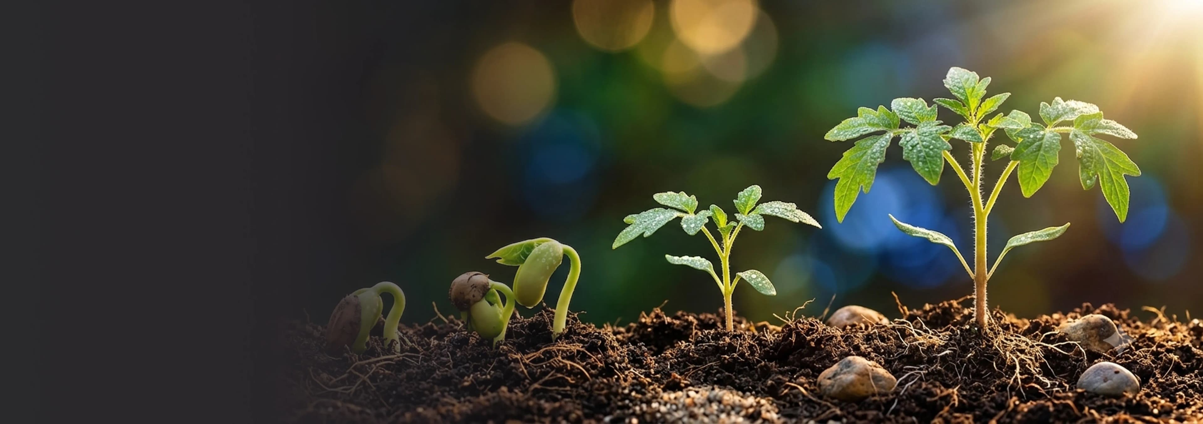 Greening Communities Through Tree Plantation